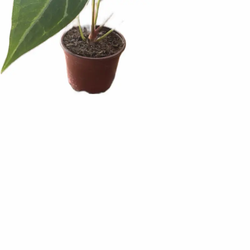 4in Potted Rare Anthurium Regale Hybrid NoID Live Plant - Velvet Leaf, Large Foliage, Unique Variations, Deep Green Tropical Luxury Feel, Indoor Home Garden Plants Decor, All Seasons Container Statement Piece
