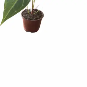 Anthurium Regale Hybrid NoID Houseplant - 4in Potted Tropical Green Indoor Plant with Pot for Home Garden Care, Houseplants