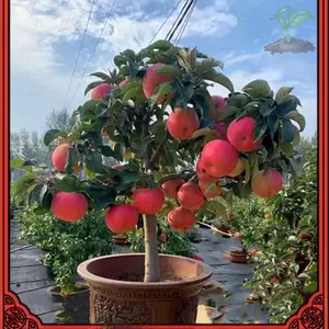 Easy to grow up Original Dwarf Apple Tree Seeds  50pcs Benih Pokok Epal Benih Pokok Buah Apple Seed Fruits Plant Seeds