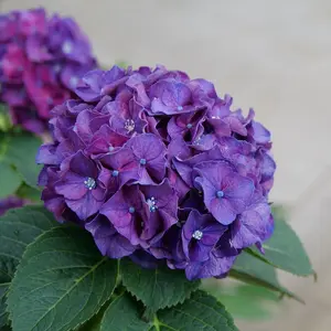 Wee Bit Grumpy® Hydrangea