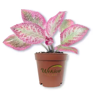 Pink Brocade Episcia - Live Starter Plant in a 2 Inch Pot - Extremely Rare Beautiful Indoor Foliage Air Purifying Plant Flame Violets