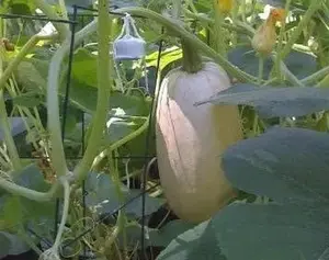 100 Spaghetti Squash Seeds Vegetable