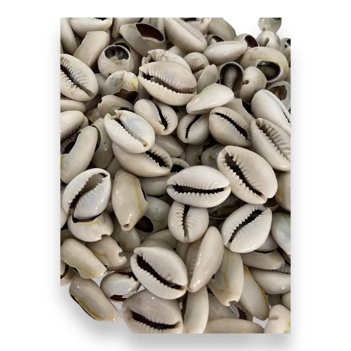 21-Piece Open and Closed Orula Cowrie Shell Set, Polished Shine Religious Traditional Ornaments for Spiritual Santeria Home Decor