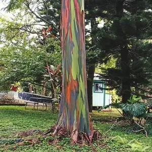LIVE PLANT 3ft tall Eucalyptus Deglupta - Rainbow Gum - Indonesian Mindanao Gum - Bagras - Kamarere - FAST  GROWING TREE