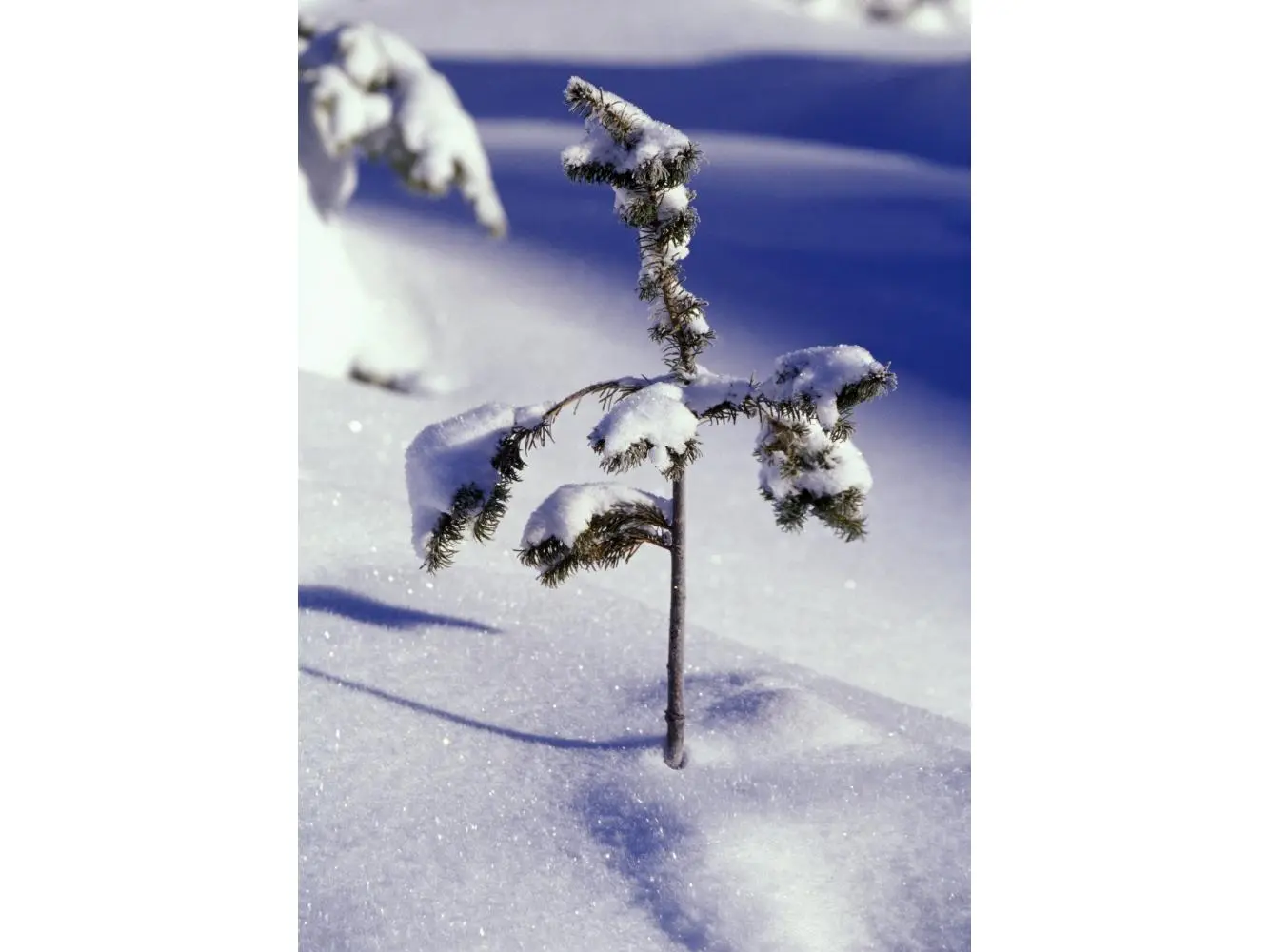Artistic Heavy Snow on Young Pine Tree Poster Print by Natural Selection Craig Tuttle - 12x18 Decor for Room Wall, Ideal Gift for Home Decor Enthusiasts