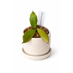 3” Hoya Gunung Gading