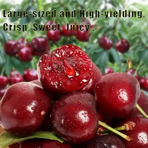 Three-year-old cherry seedlings are cold-resistant and easy to live, high-yielding potted plants, can be planted in all seasons, and fruit tree seedlings are suitable for planting