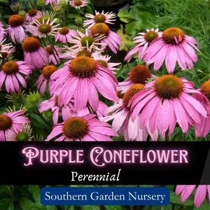 Purple Coneflower Flower Seed Pack for Pollinator-Friendly Garden Echinacea purpurea Native Medicinal Plant Seeds Beautiful Perennial Wild Flower Heirloom Variety Easy-to-Grow