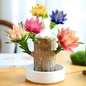 Brazilian Hydroponic Stump 2.7 Inch Grow W/Water NASA Air Purifier for Bedroom/Office Aroma Scented Gift with Monk Figure and Bonsai Plant