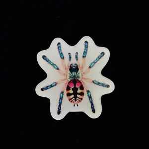 Brazilian Jewel Tarantula Acrylic Magnet Enclosure Tag (Typhochlaena seladonia)