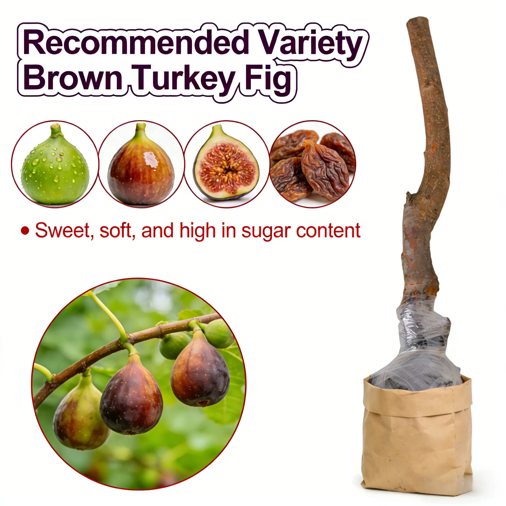 Fig Tree Live Starter Plant - Ficus carica, All Seasons Fruit-Bearing Variety from Wellspring Gardens, Beginner-Friendly, Indoor/Outdoor Use, Enjoy the Process of Growing Your Own Fruit, Fig Tree Live Plant