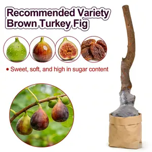 Fig Tree Live Plant - Ficus carica - Wellspring Gardens - Live Starter Fruit Plant for Your Indoor or Outdoor Garden