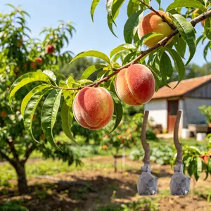 (ZS#FF)Home Garden Peach Tree Starter Easy Grow Fruit Plant Fresh Harvest Peach Fruit Tree Young Plant Easy To Grow Garden Planting Sweet Harvest
