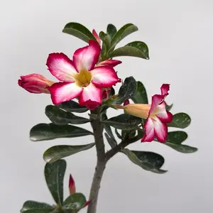 Desert Rose (Adenium Obesum) 6” Pot – Flowering Succulent | Drought Tolerant | Unique Caudex | Easy Care Indoor/Outdoor Plant