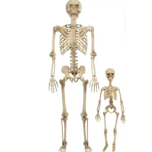 SCS Direct Posable Life Size Human Skeleton Family Set of 2- Adult (5' 4") & Children (2')- Prop Indoor Outdoor Decorations & Bending Articulated Bones