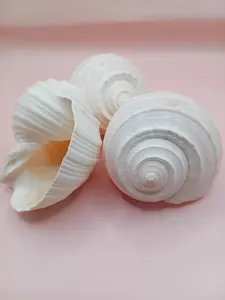 4–5 inch White Tun Shell – Tonna tessellata Natural Sea Shell for Coastal Decor or Crafting