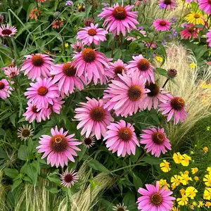 200 PCS Echinacea Purple Coneflower Seeds, Perennial Wildflower Seeds for Garden and Pollinator Friendly Areas, Seeds Only Not Live Plant
