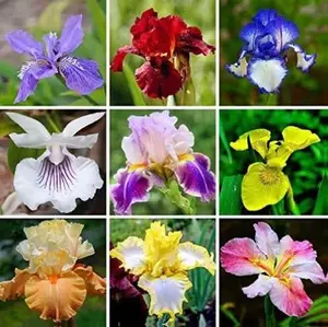 35 Seeds - Mixed Color Heirloom Iris Seeds - Stunning Colors for Your Garden - Uncommon Varieties