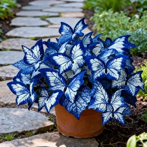 800pcs Butterfly Leaf Hosta Seeds-Unique ResemblingButterfly Wings-Shade-LovingPerennial for Garden Borders& Landscaping