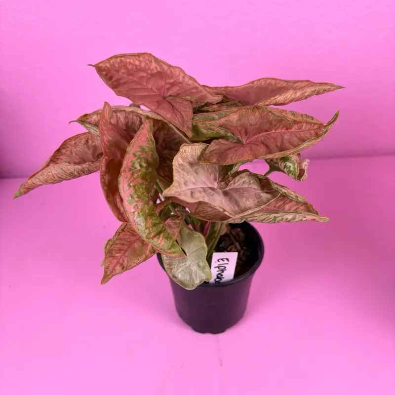Syngonium Pink Rolli 4” (OPENED) | Pink Syngonium | Collector Arrowhead Plant