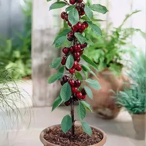 Cherry Live Plant Malpighia emarginata Compact Size Fruiting Plant Great for Gardens & Containers 17 to 19inch Height Strong Sapling