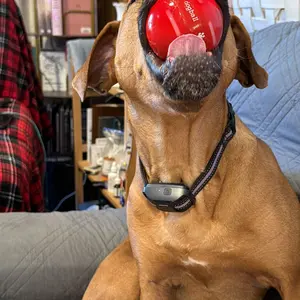 Interactive Dog Toys Dog Ball,[Newly Upgraded] Durable Motion Activated Automatic Rolling Ball Toys for/Small/Medium/Large Dogs,USB Rechargeable Springtok