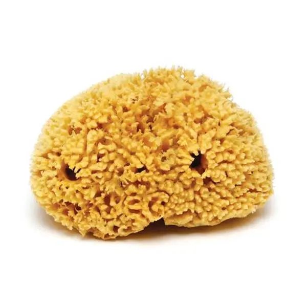Natural Sea Sponge Natural Sea Sponge