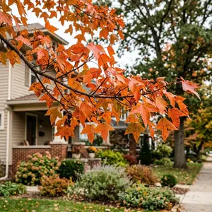 50 Trident Maple Seeds for Planting - Variety for Home Gardening