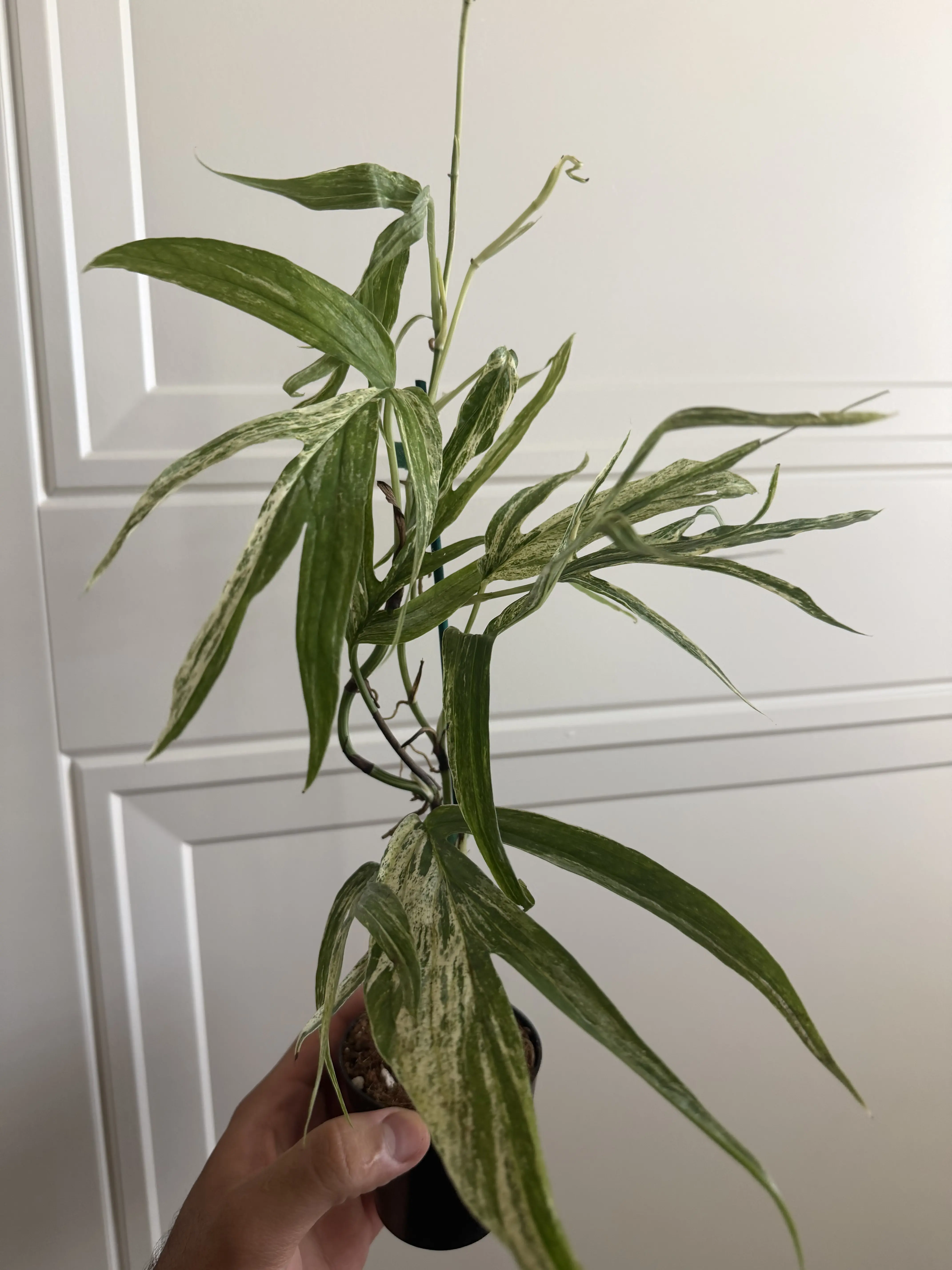 Amydrium Zippelianum Variegated
