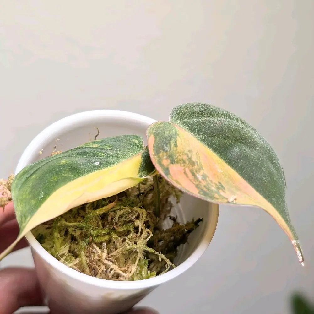 Philodendron Mican Variegated Aurea Cutting - 2 Indoor Plants in Pot Rare with Variegated Leaf Pattern Ideal for Summer Decor