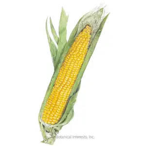 Buttergold Sweet Corn Seeds: Organic, Non-GMO, 63-Day Harvest