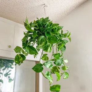 Pothos Plants Bundle - Home Decor with Assorted Pothos Plants for Indoor Use Decorative Ornaments