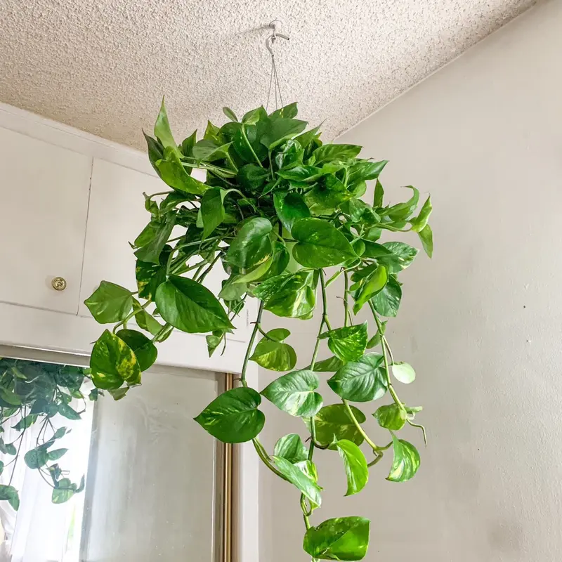 pothos plant decor ideas - TikTok Shop