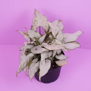 Syngonium Holly Light Variegated Arrow Plant 6” Pot Soft Creamy-White Foliage Easy Grower Houseplant PlantTok PlantLover