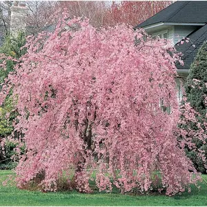5 Weeping Pink Cherry Tree Seeds- Premium Perennial Tree Seeds for Planting, Perfect for Backyard Garden Landscaping, Stunning Spring Blossoms, Rare Ornamental Tree Seeds for Sale