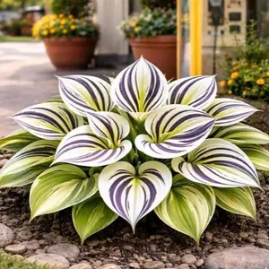 1000+ Rare Purple White Hosta Seeds - Transform Your Garden with Striking Variegation