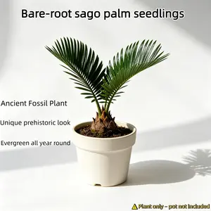 Bare root young sago palm, ancient fossil plant. Easy-care desktop bonsai for home, office, study, or windowsill.
