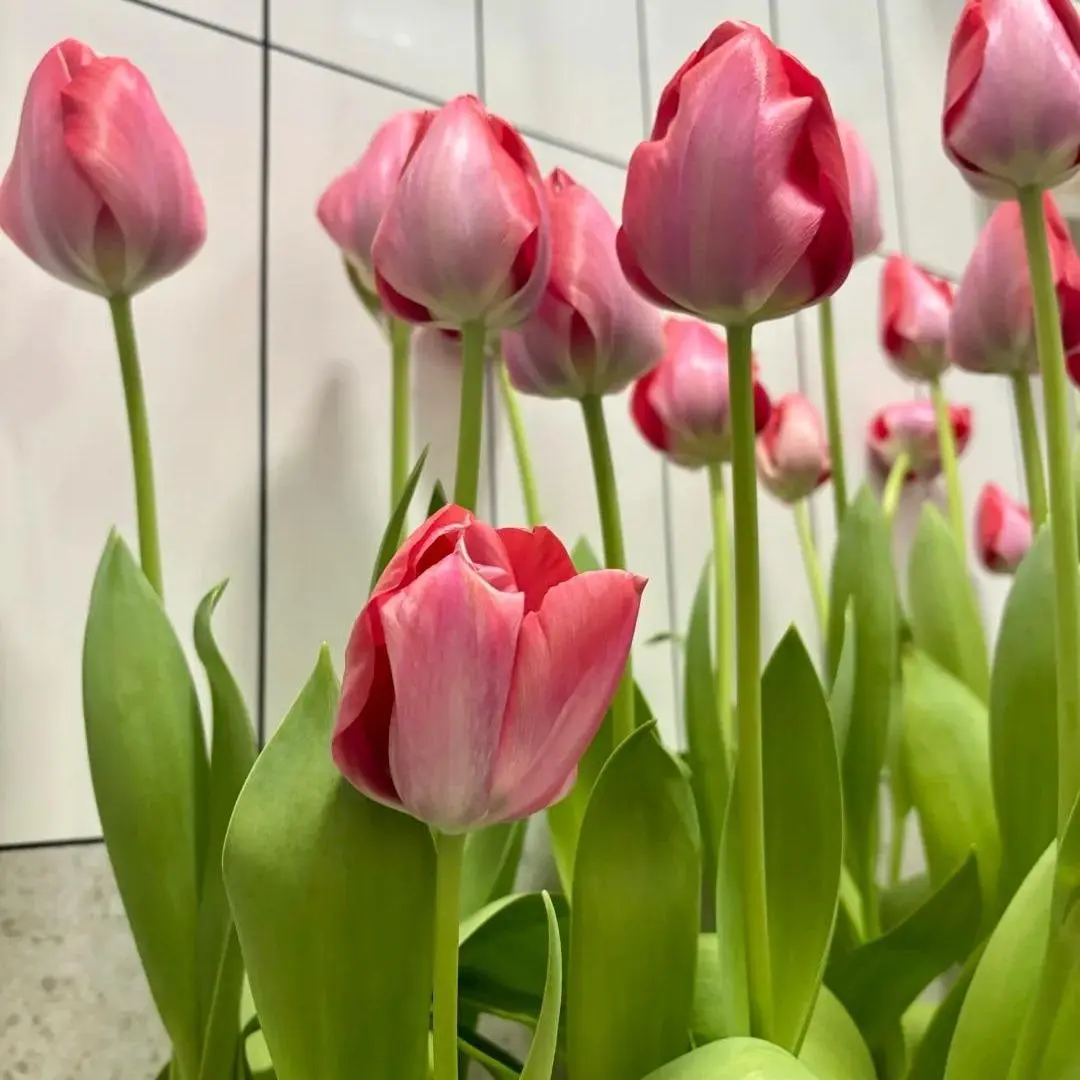 Bright Tulip Flower Bulbs, Novice Friendly, Decor for Indoor Pots, Patio & Outdoor Garden