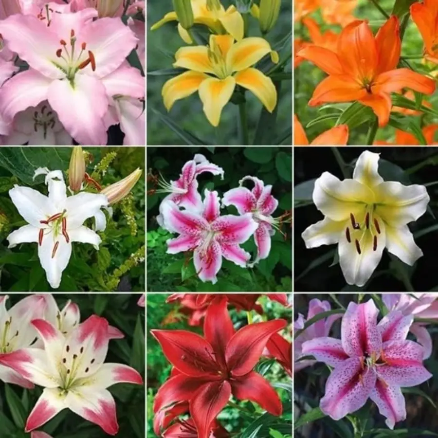 100pcs lily seeds for planting mixed-color lily seeds 100pcs lily seeds for planting mixed-color lily seeds