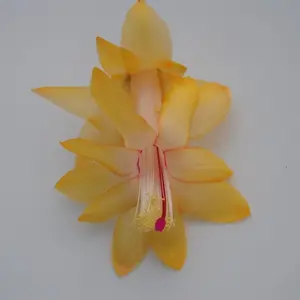 Yellow Christmas Cactus Starter Plant - Honolulu Sun- Schlumbergera Truncata - live Starter Plant -shipped WITHOUT pots