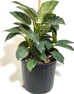 Philodendron Birkin, Live Indoor Plant