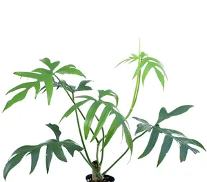 Philodendron pedatum