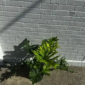 9” Hope  Philodendron Plant