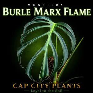 Monstera Burle Marx Flame Tissue Culture