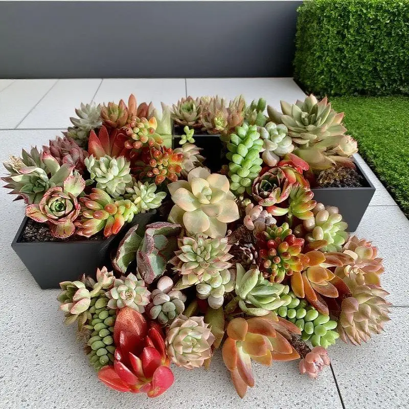 12-Piece Pack Rare Mix Varieties Succulent Propagations - 0.5-1.5 in Trimmed Roots Premium Live Stems, Easy-Care Indoor Office Desk Décor Plants, DIY Garden & Unique Gift for Succulent Lovers