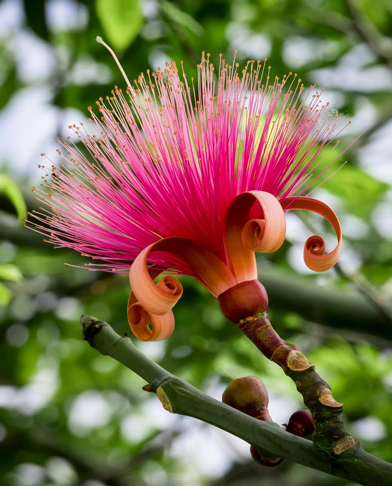 LIVE PLANT Grafted Pink Pseudobombax ellipticum - Shaving Brush Tree 1-2 ft tall