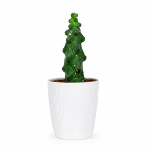 MYR001  Boobies Cactus Houseplant 4 Inch Pot | Eye-Catching Indoor Succulent Plant
