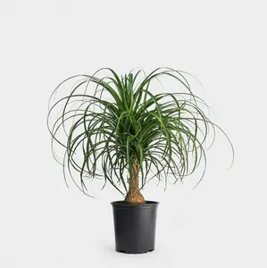 LIVE PLANT 1-2 ft Ponytail palm Pony tail  - Nolina recurvata - Beaucarnea recurvata - shipped from sunny Florida Decor Decorative Nature Room Landscape