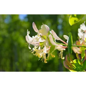 Honeysuckle Seeds For Planting Herb Seeds For Sale - 100 Seeds