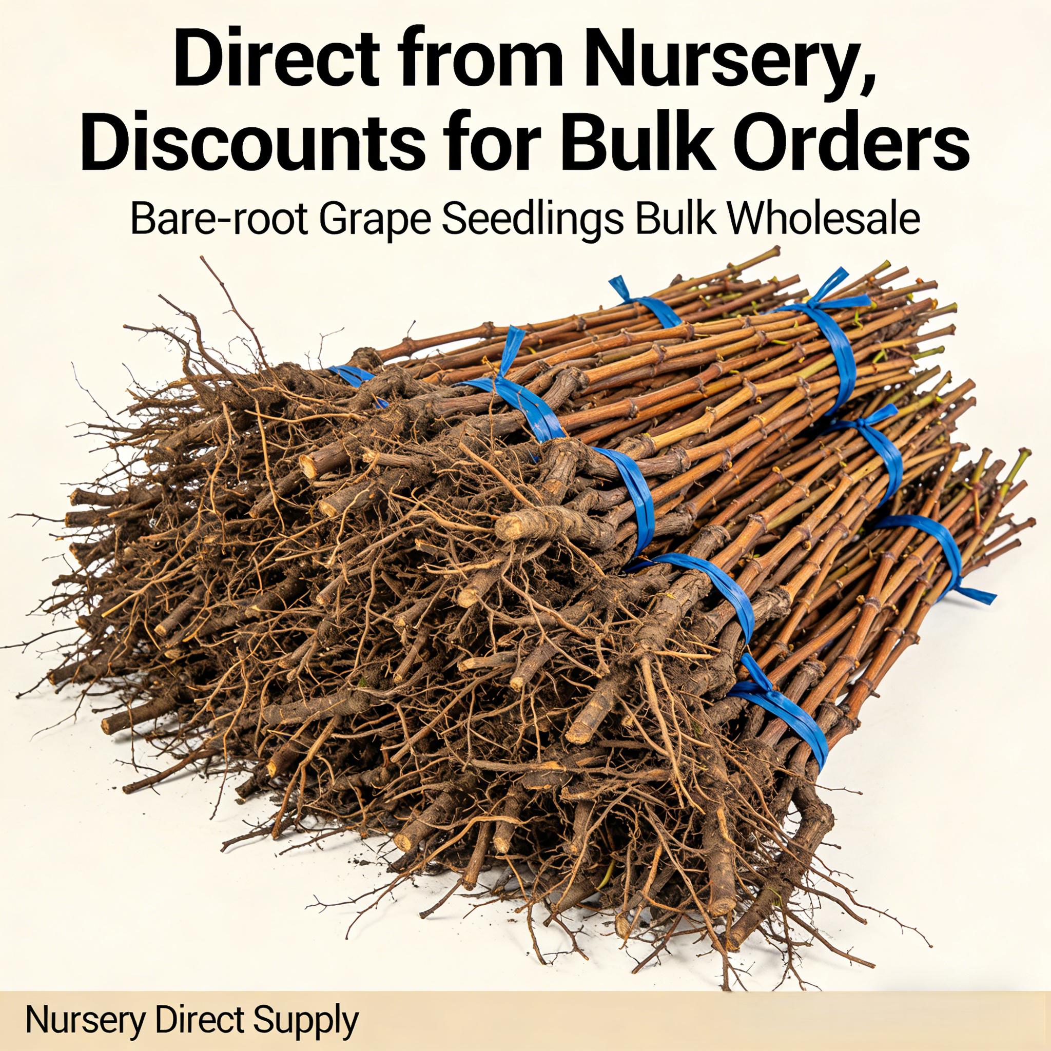 Cotton Candy Grape Vine Tree Seedling – Sweet Table Grapes for Home Gardeners, Easy Care Climbing Fruit Vine for Backyard, Patio & Vertical Gardening Cotton Candy Grape Vine Tree Seedling – Sweet Table Grapes for Home Gardeners, Easy Care Climbing Fruit Vine for Backyard, Patio & Vertical Gardening